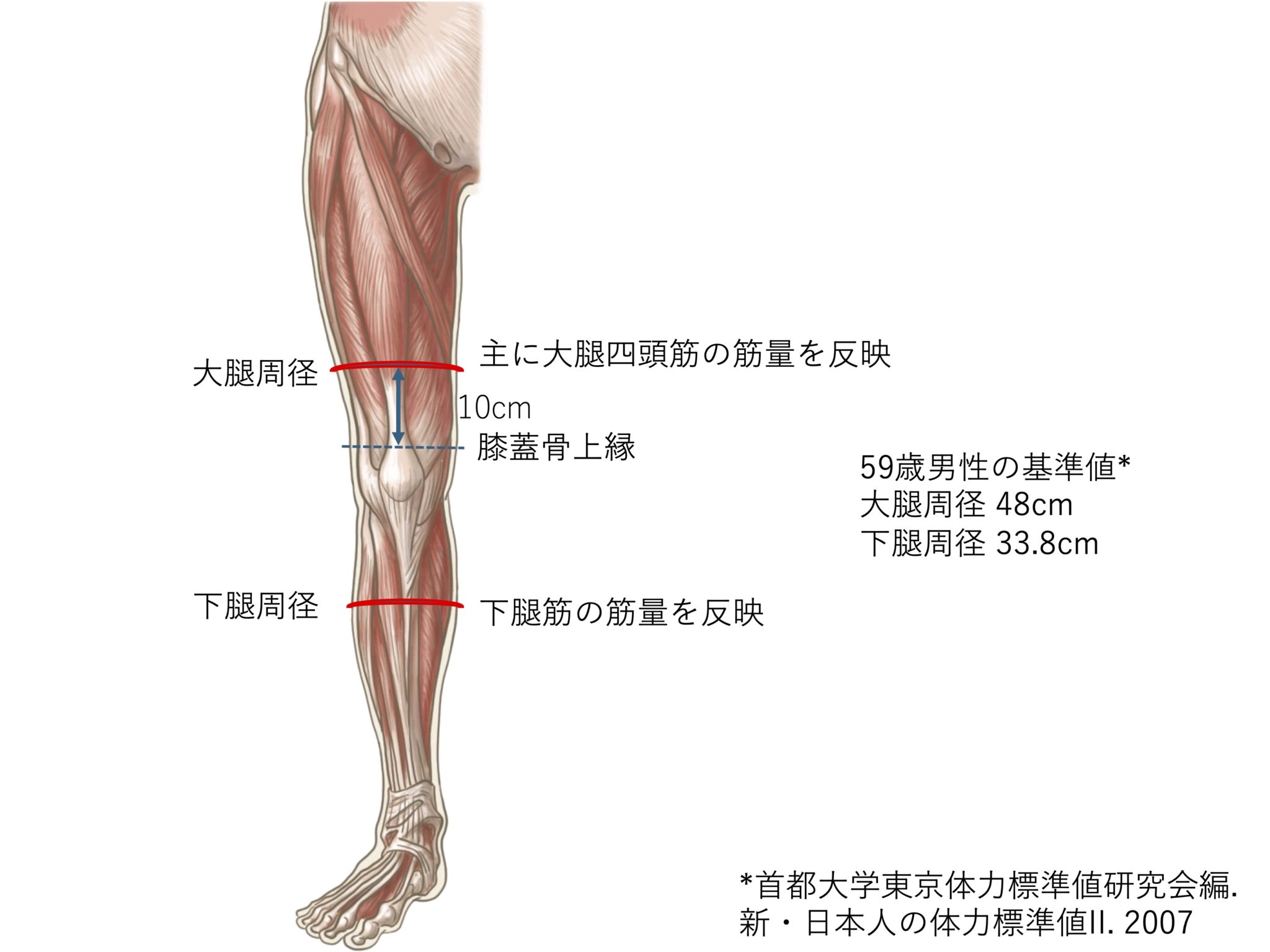 大腿周径と下腿周径の計り方