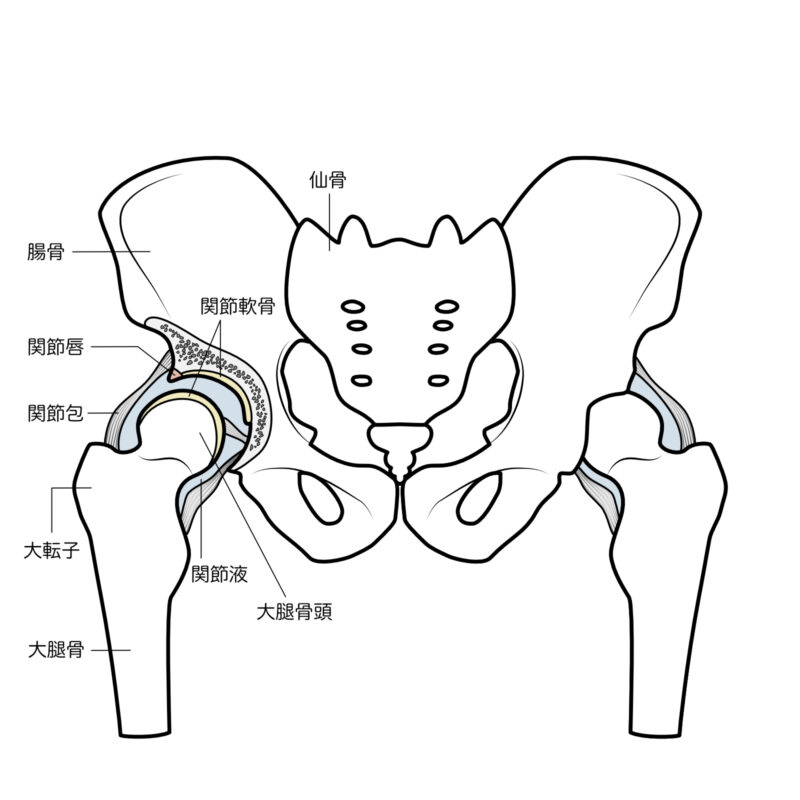 股関節の各部名称