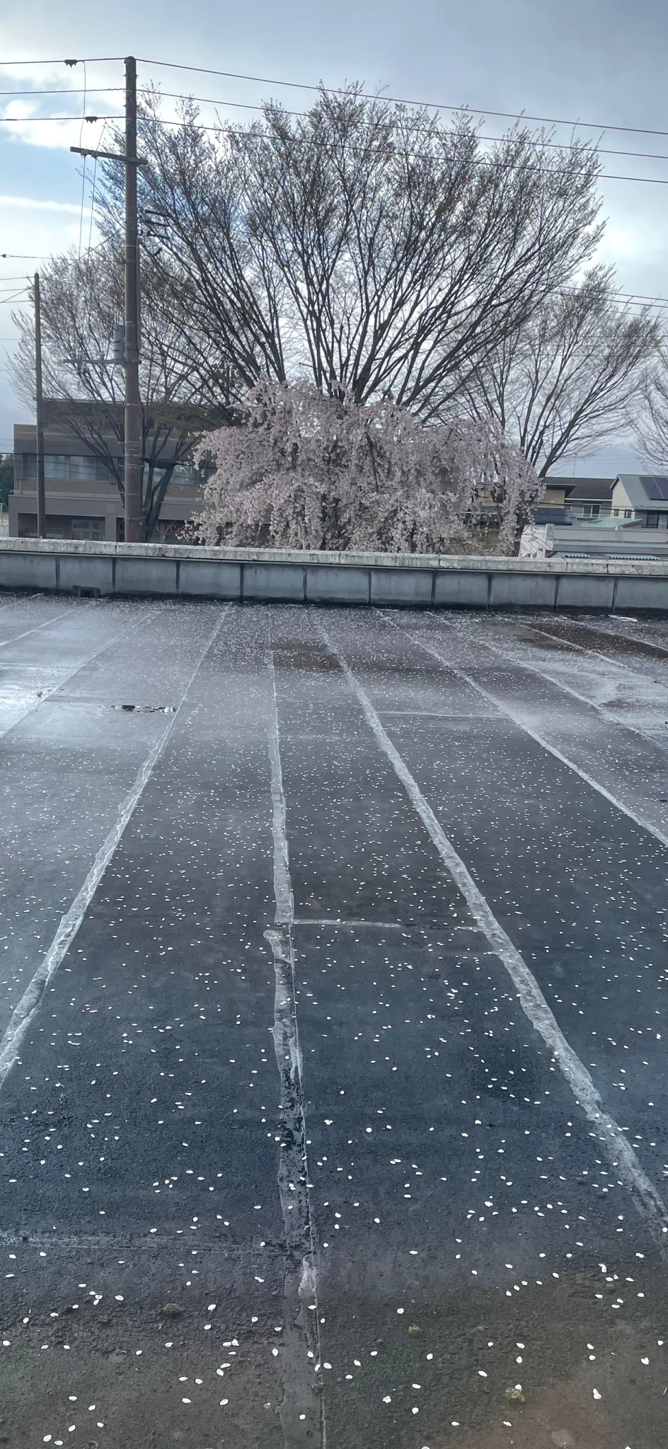 屋上に散った桜の花びら